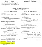 Philodina citrina
