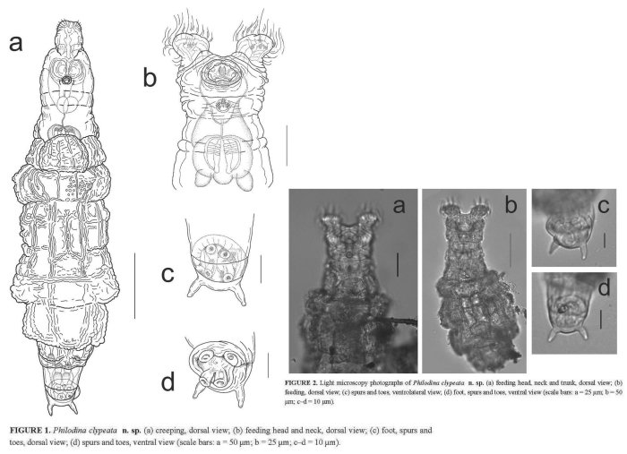 Philodina clypeata - Original description image