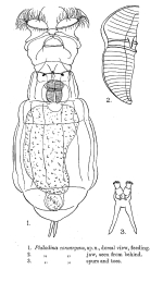 Philodina convergens - Original description image