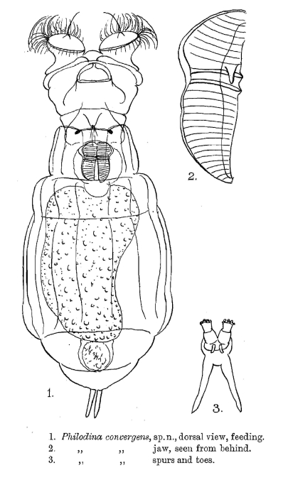Philodina convergens - Original description image