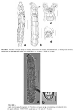 Philodina corrugata - Original description image