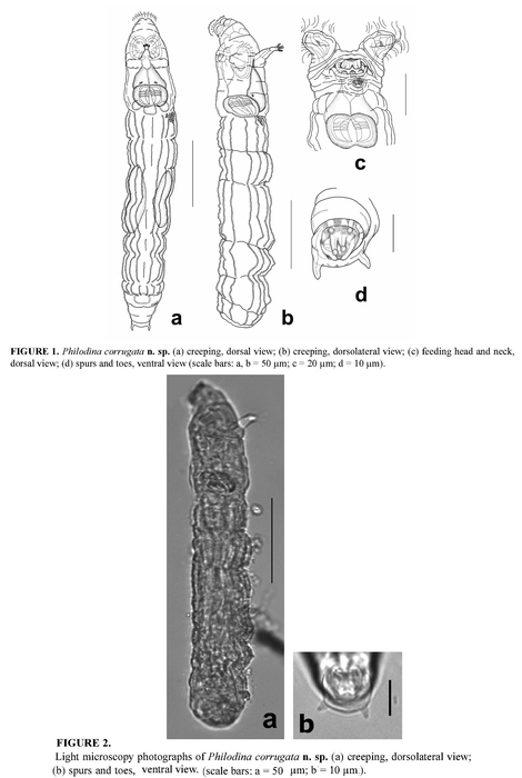 Philodina corrugata - Original description image