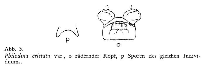 Philodina cristata