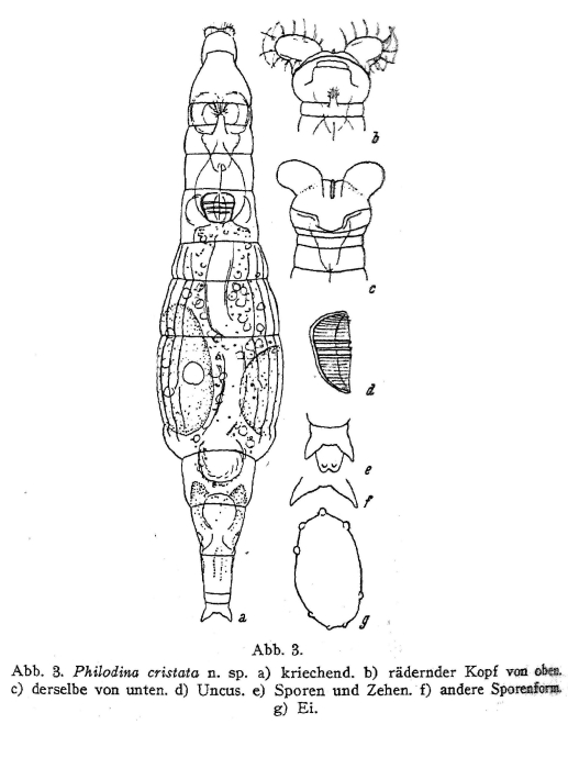 Philodina cristata - Original description image