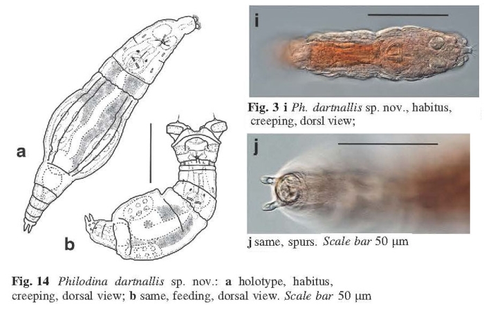 Philodina dartnallis - Original description image