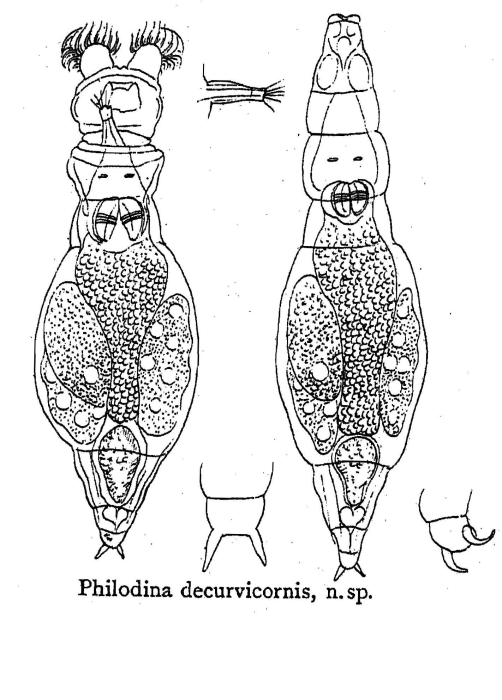 Philodina decurvicornis - Original description image