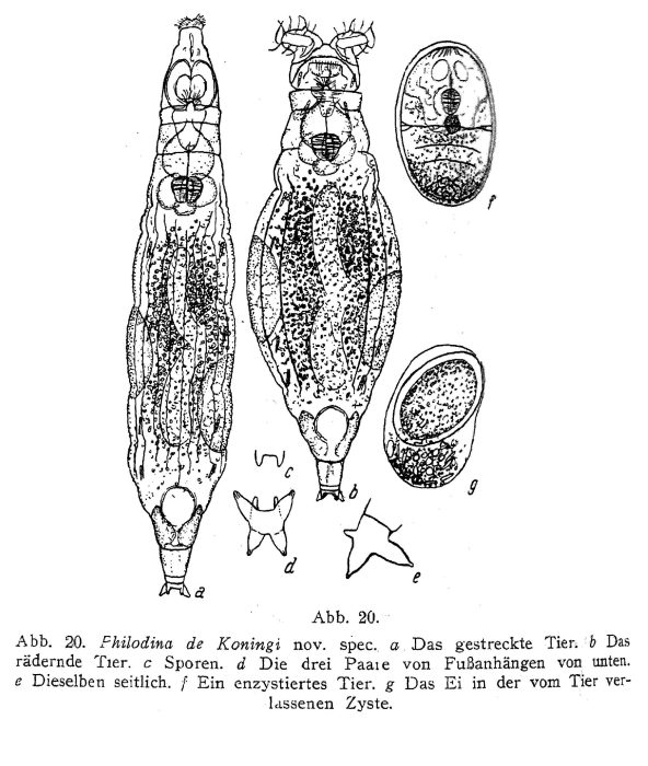 Philodina dekoningi - Original description image