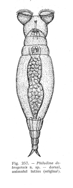 Philodina dobrogensis - Original description image