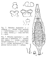 Philodina duplicalcar