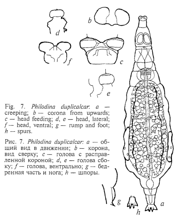 Philodina duplicalcar