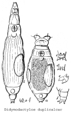 Philodina duplicalcar
