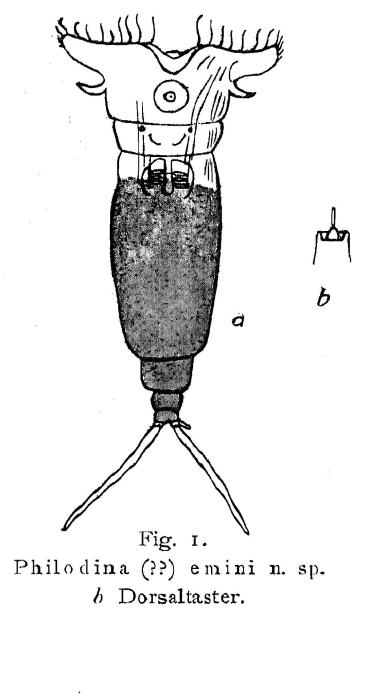 Philodina emini - Original description image