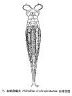 Philodina erythrophthalma