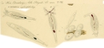 Philodina erythrophthalma - Original description image