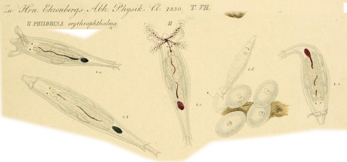 Philodina erythrophthalma - Original description image