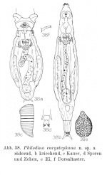 Philodina eurystephana - Original description image