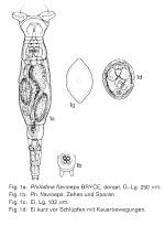 Philodina flaviceps