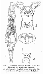 Philodina flaviceps