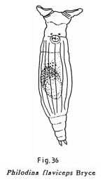 Philodina flaviceps