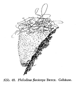 Philodina flaviceps