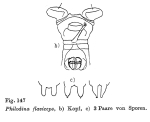 Philodina flaviceps