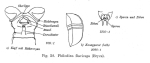 Philodina flaviceps