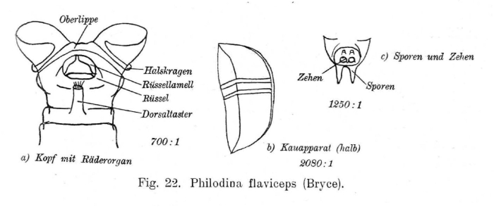 Philodina flaviceps