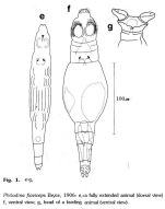 Philodina flaviceps