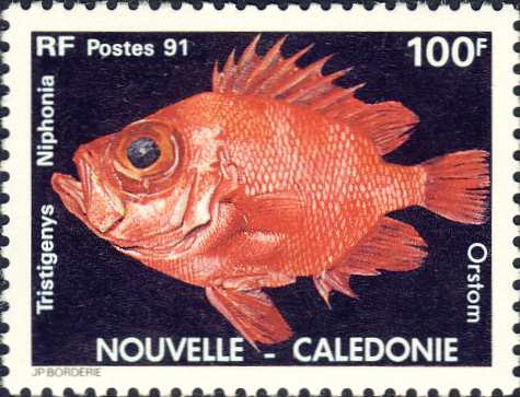 Pristigenys niphonia Pristigenys niphonia