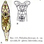 Philodina flaviceps