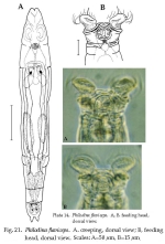 Philodina flaviceps