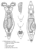 Philodina flaviceps - Original description image