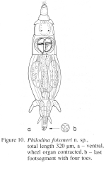 Philodina foissneri - Original description image