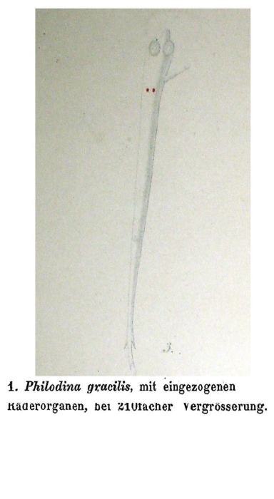 Philodina gracilis - Original description image