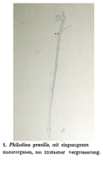 Philodina gracilis