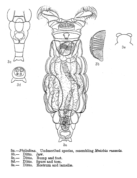 Philodina grandis Philodina grandis