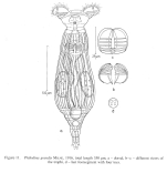 Philodina grandis