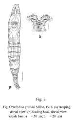 Philodina grandis