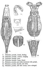 Philodina grandis - Original description image
