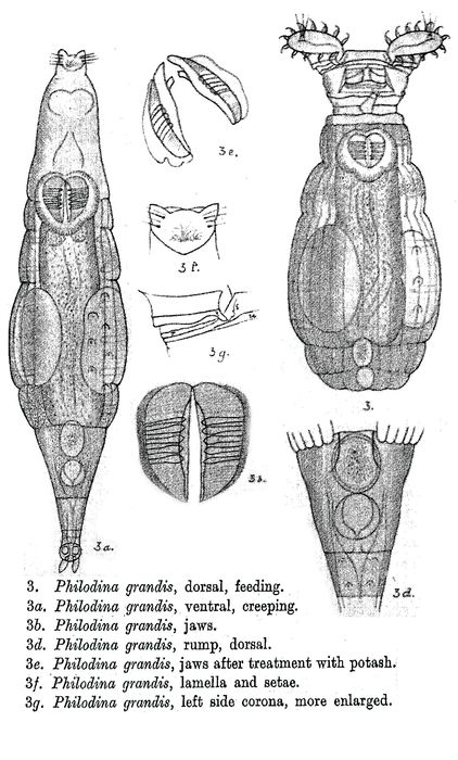 Philodina grandis - Original description image