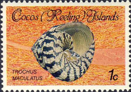 Trochus maculatus Trochus maculatus