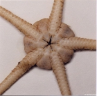 Ophiura sarsii Lken, 1858 