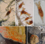 Philodina gregaria