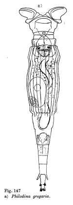 Philodina gregaria