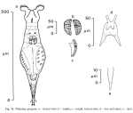 Philodina gregaria