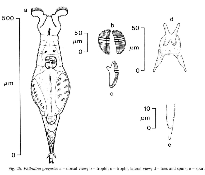 Philodina gregaria Philodina gregaria