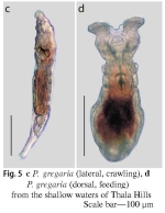 Philodina gregaria