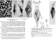 Philodina gregaria
