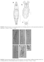 Philodina haejooni - Original description image