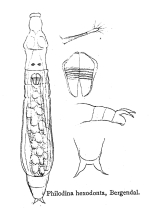 Philodina hexodonta